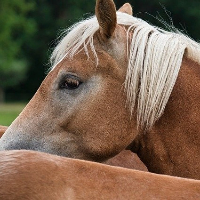 Paard