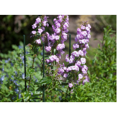 PLANTENSTOK 180CMX11MM KUNSTSTOF