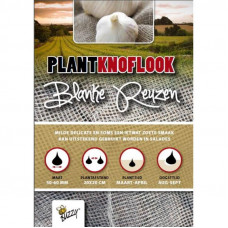 PLANTKNOFLOOK BLANKE REUZEN 5ST
