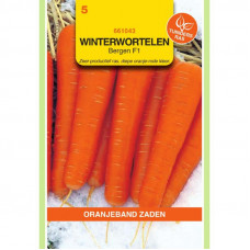 OBZ WINTERWORTELEN ELEGANCE F1 (VH MAJOR)