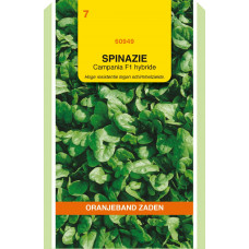 OBZ SPINAZIE CAMPANIA F1, 50G