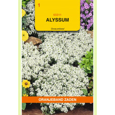 OBZ ALYSSUM SNEEUWKLEED