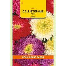 OBZ CALLISTEPHUS, ASTER BOEKET GEMENGD