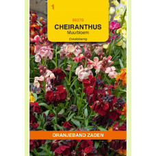 OBZ CHEIRANTHUS, MUURBLOEM ENKELBLOEMIG GEMENGD